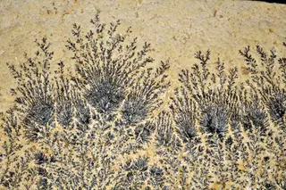 Manganese dendrites.jpg