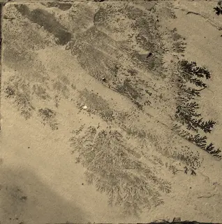 Pseudofossil - manganese dendrites in limestone.jpg