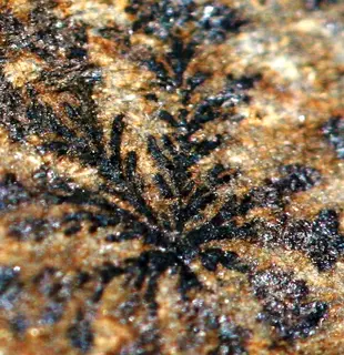 Manganese Dendrites (9940537484).jpg