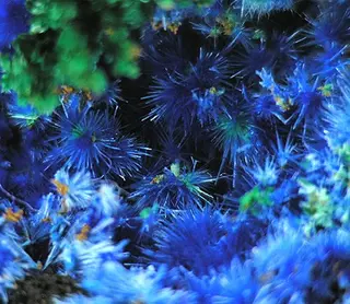 Cyanotrichite-241926.jpg