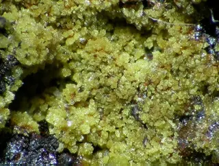 Cyrilovite-113794.jpg