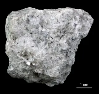 Estonian Museum of Natural History Specimen No 202317 photo (g27 g27-673 1 jpg).jpg
