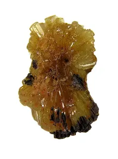 Paradamite-76626.jpg