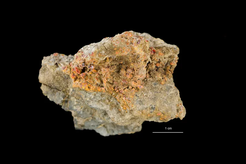 Estonian Museum of Natural History Specimen No 201703 photo (g27 g27-35 jpg).jpg