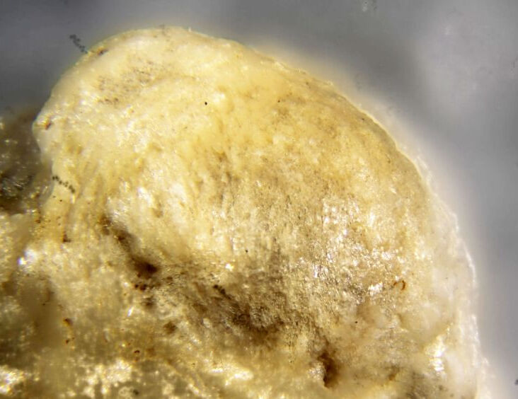 Dondoellite