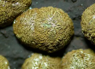 Dufrenite-132859.jpg