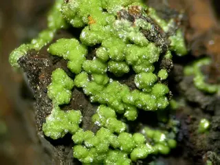 Duftite-107516.jpg