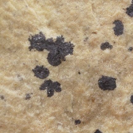 Wattersite