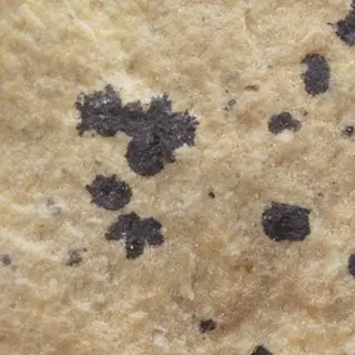 Wattersite-edgarbaileyite-662509.jpg