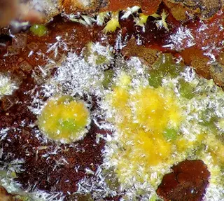 Schmitterite-Emmonsite-77636.jpg