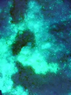 Schroeckingerite fluo.jpg