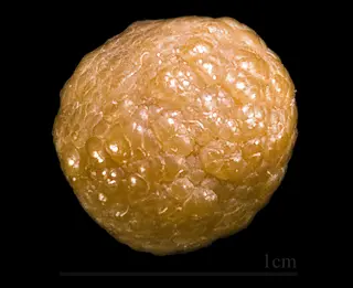 Sphaérosiderite.jpg