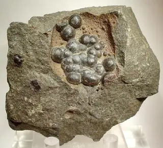 Siderite-47635.jpg