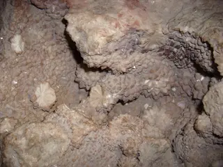 Hvězdovec.JPG