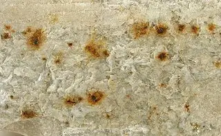 Eucryptite-pas-152b.jpg