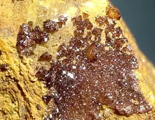 Eulytine-120669.jpg