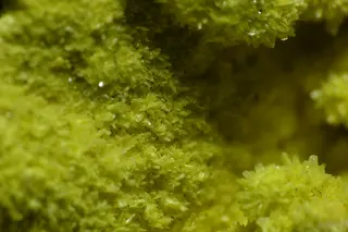 Troegerite makro.jpg