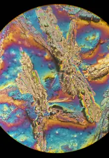 Cristales de ácido úrico vistos con microscopio de luz polarizada.jpg