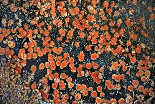 Feroxyhyte-1212681.jpg