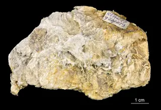 Actinolite