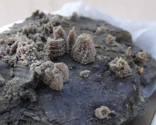 Fibroferrite Cetine.jpg