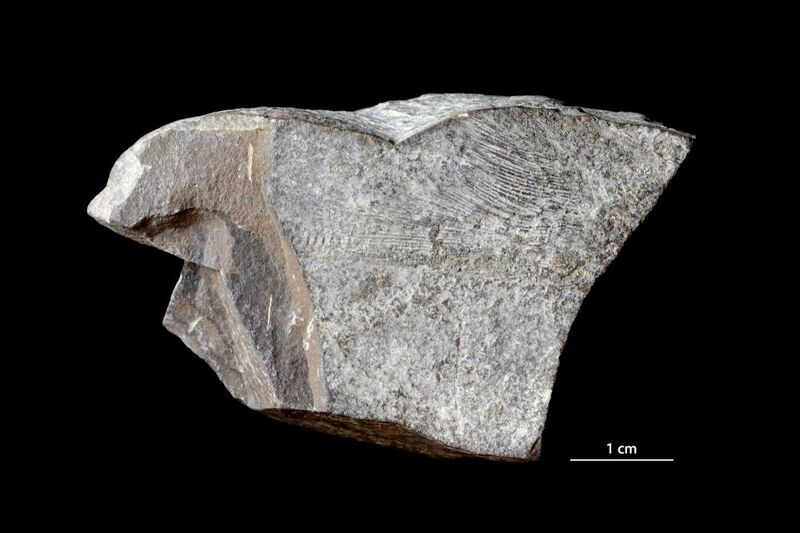 Sphärosiderite