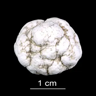 Estonian Museum of Natural History Specimen No 202217 photo (g27 g27-563 1 jpg).jpg
