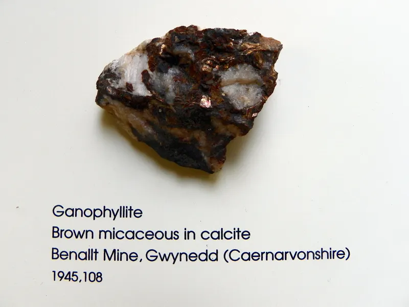 Natural History Museum 139 (8047046589).jpg